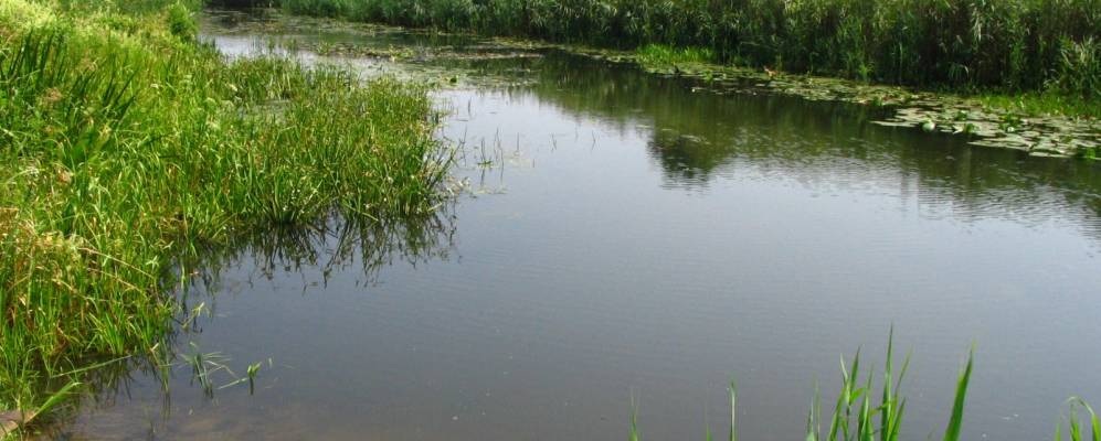 
            Фотография Рожева