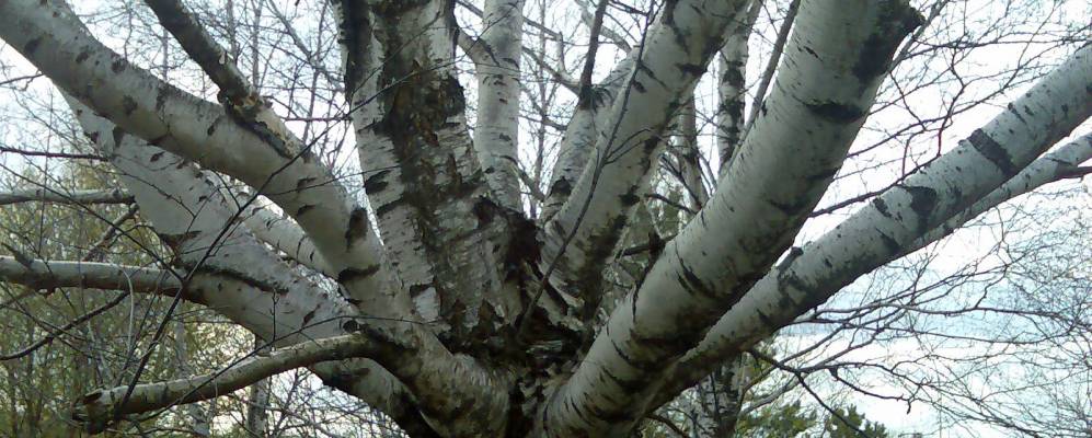 
            Фотография Вырыпаево