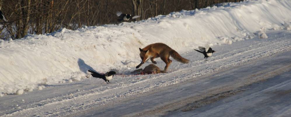 
            Фотография поселка Рубaны