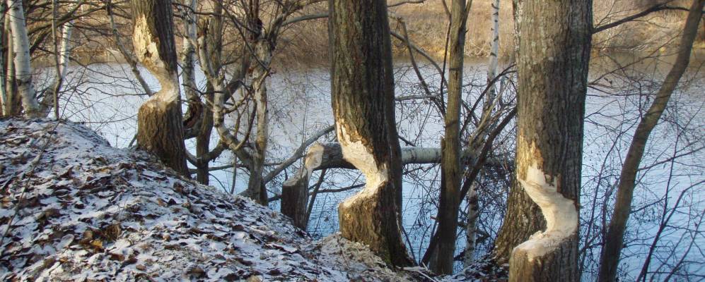 
            Фотография Притыки