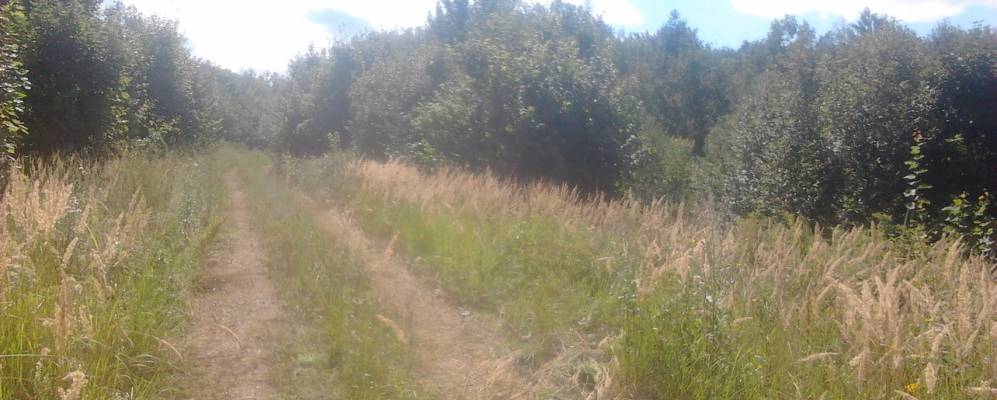 
            Фотография Перцовки