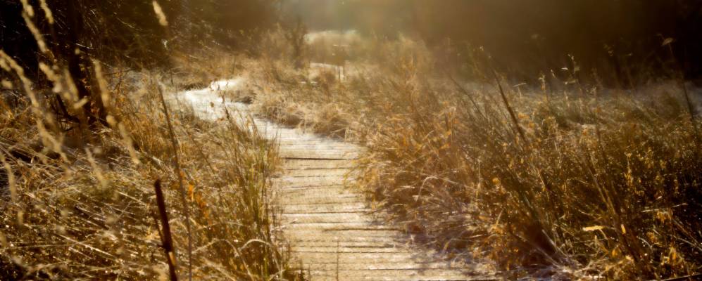 Фотография Танфилда