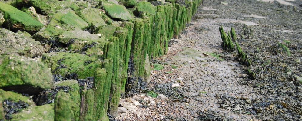 Фотография Алресфорда