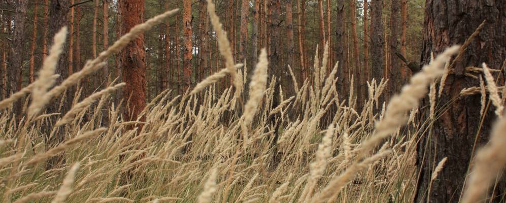 
            Фотография Саловки