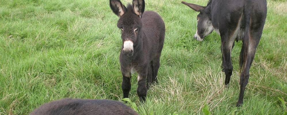 
            Фотография Гискара