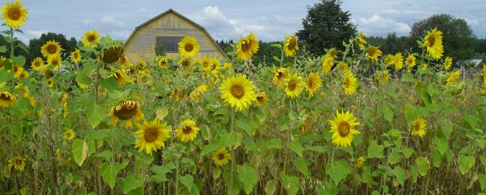 
            Фотография Горушки