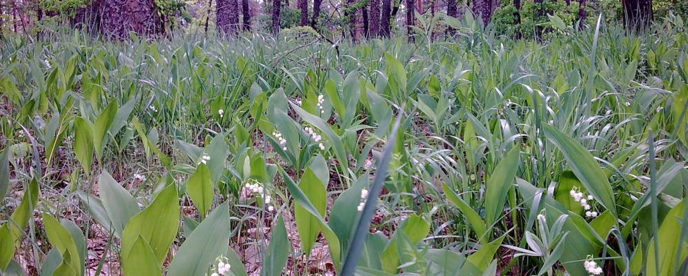 
            Фотография Мостища