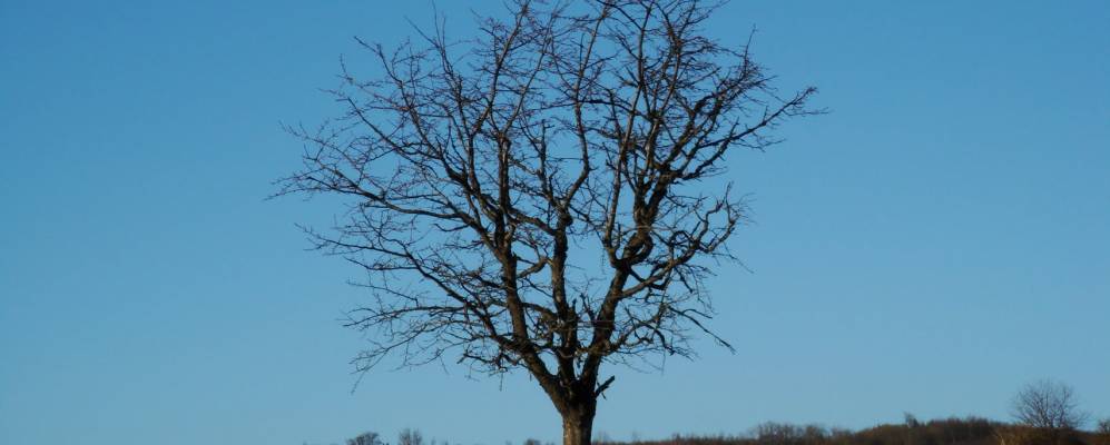 
            Фотография Гребенхайна