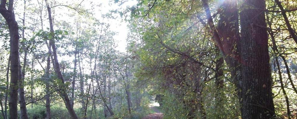 
            Фотография Грюнкраута