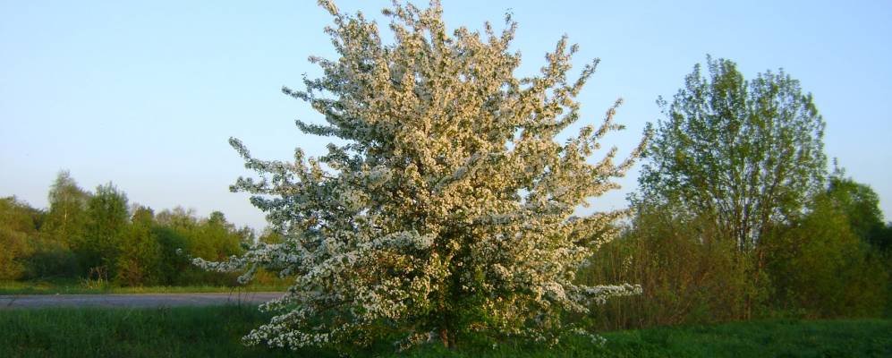 Фотография Бахарино