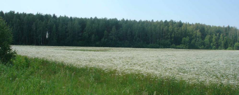 
            Фотография Конево