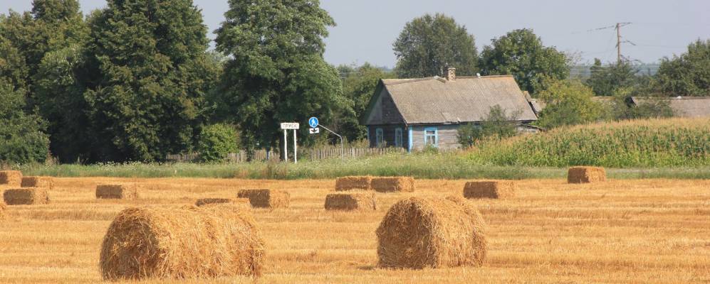 
            Фотография Груска