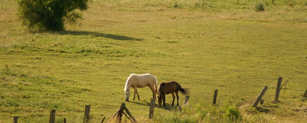 Фотография Ливанга