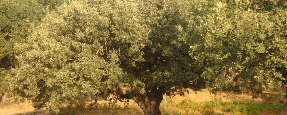 Фотография Берсокана