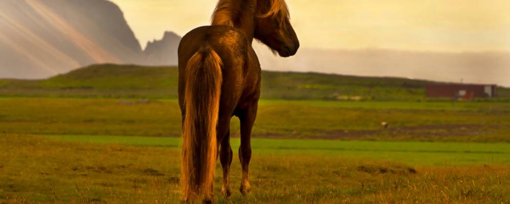 
            Фотография Бджарнанеса