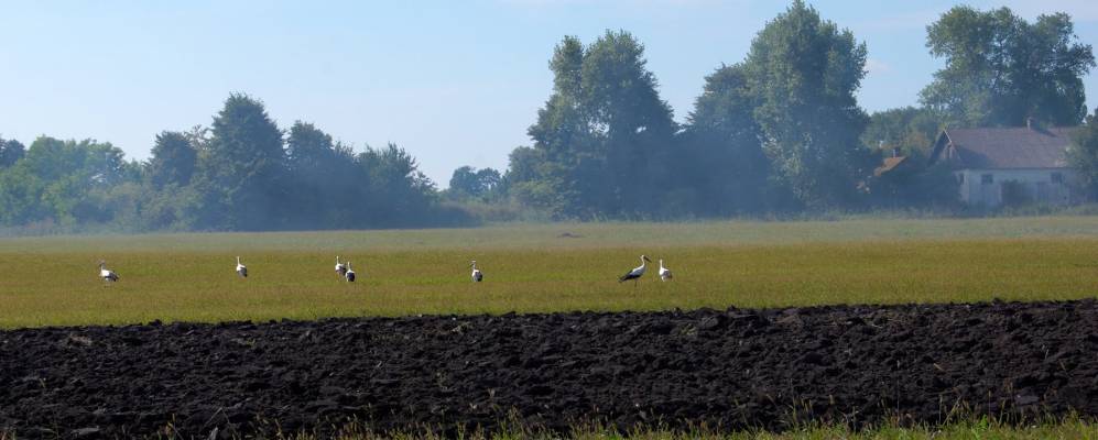 
            Фотография Сасановки