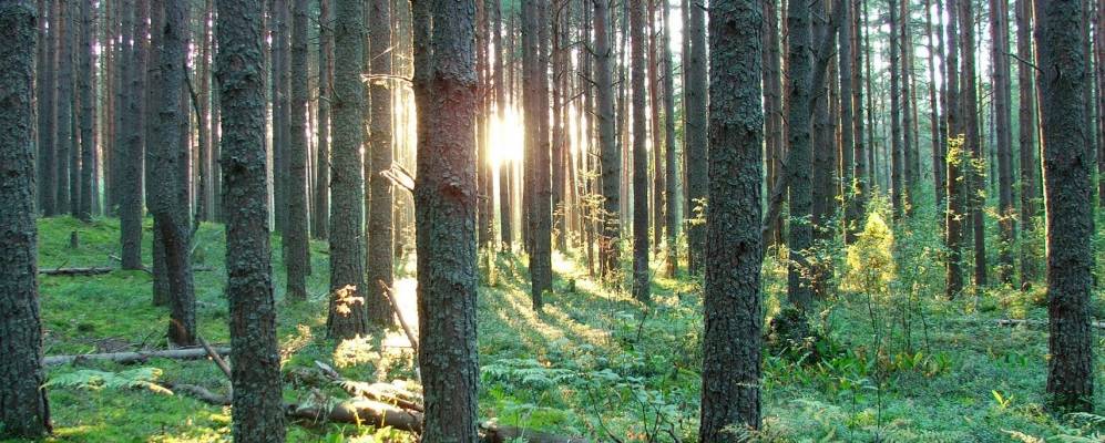 
            Фотография Горемыкино