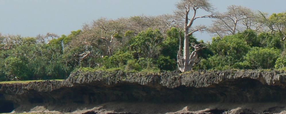 
            Фотография Шимони