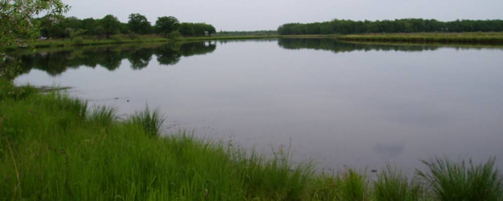 
            Фотография Найфельда