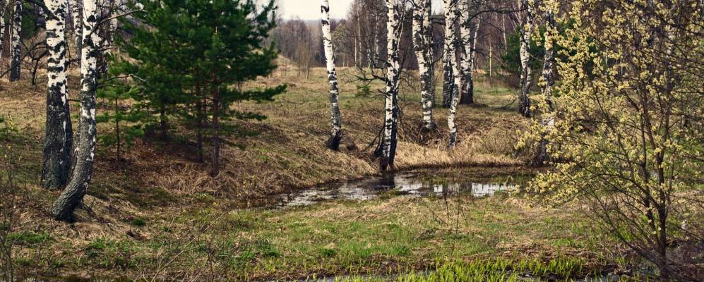 
            Фотография Кошелево