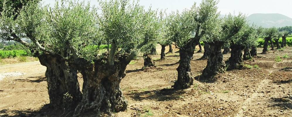 
            Фотография Монуазона