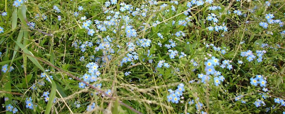 
            Фотография Вятерево