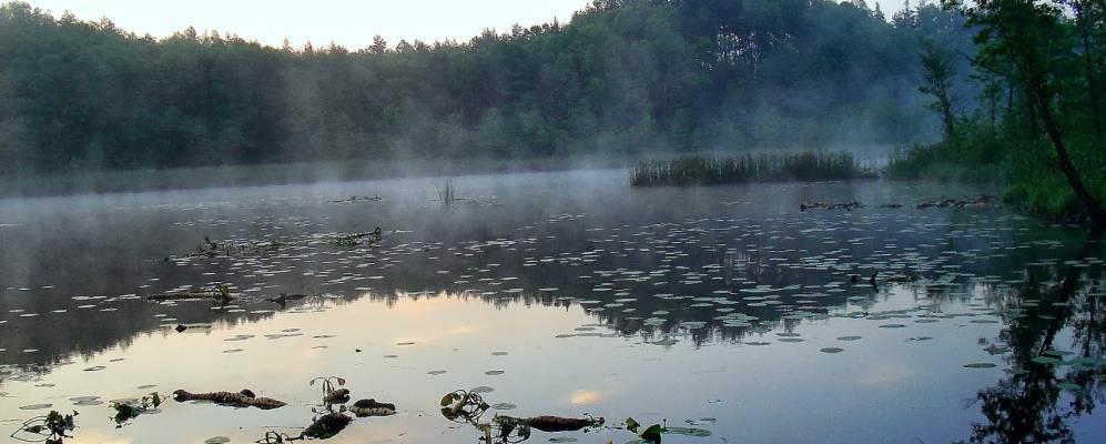 
            Фотография Стежки