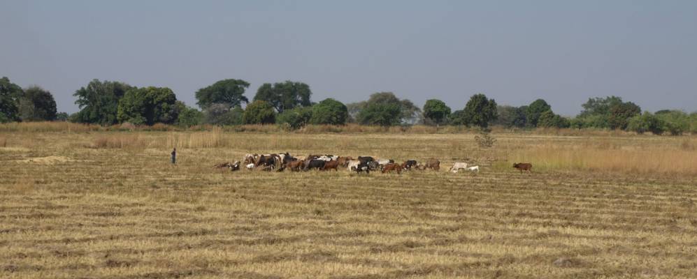 Фотография Игуруси