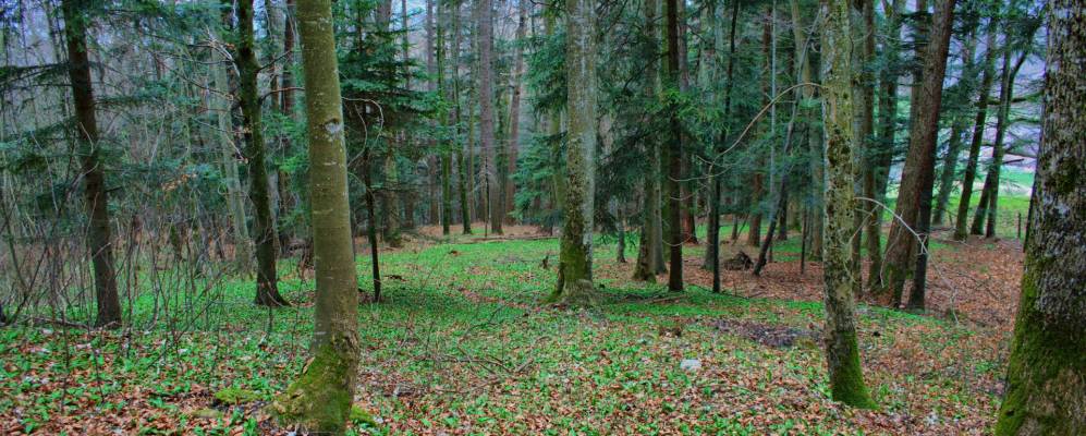 
            Фотография Эптингена