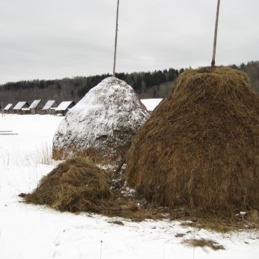 Карпина Гора