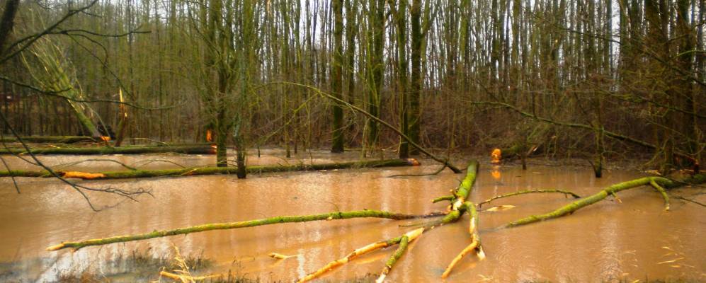 
            Фотография Штимпфаха