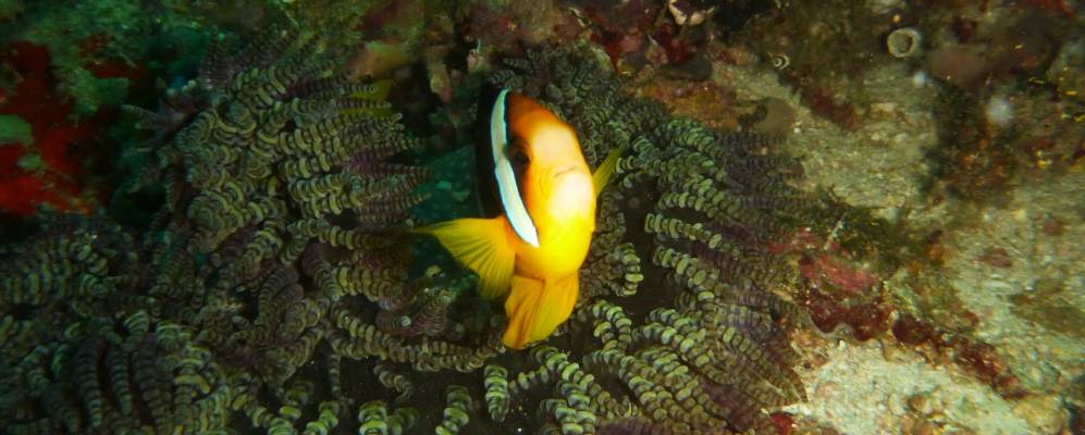 
            Фотография Дхигура