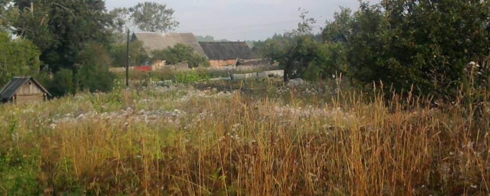 
            Фотография Черемши