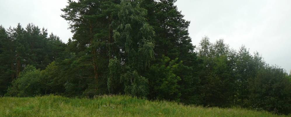 Фотография Пестихи