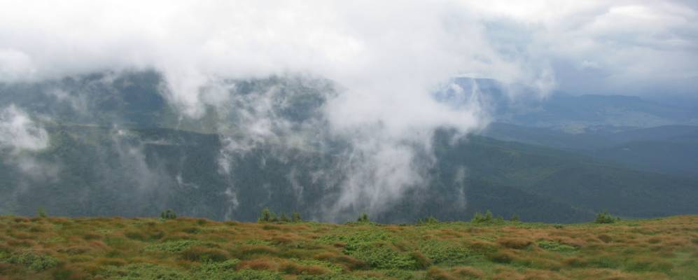 
            Фотография Белина