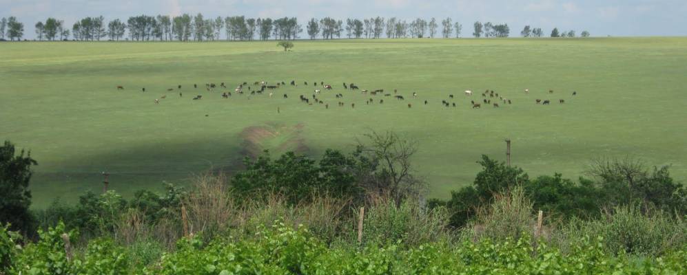 
            Фотография Антоно-Ковача