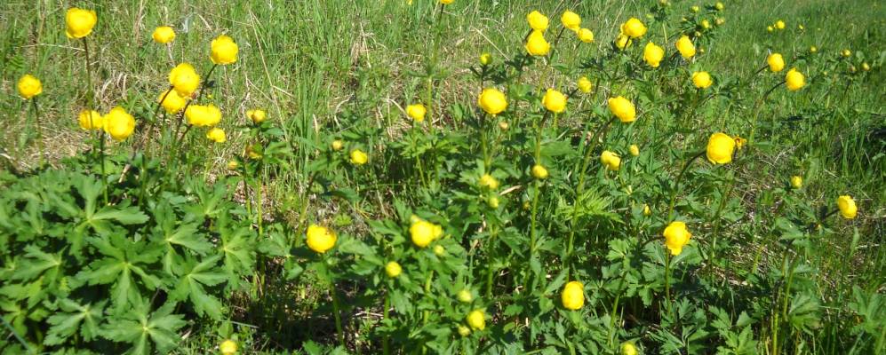 Фотография деревни Вельцы