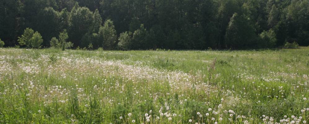 
            Фотография Раково