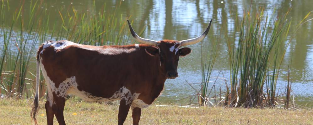
            Фотография Лампазаса