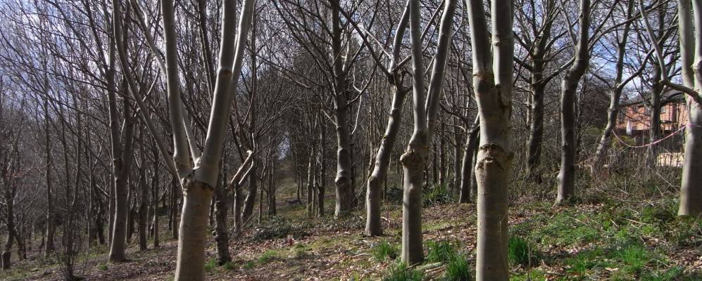 
            Фотография Одлей