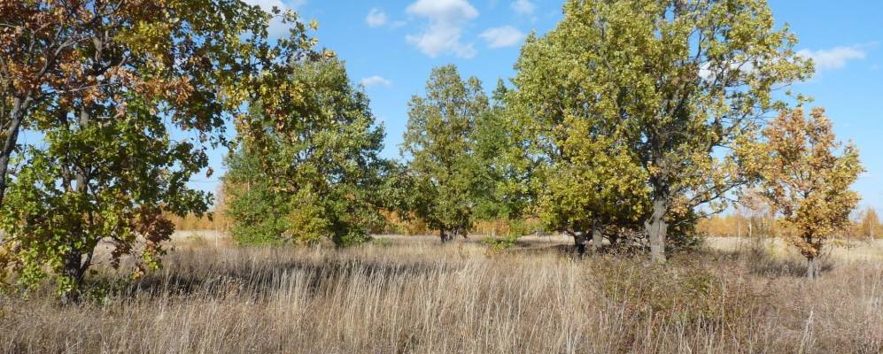 
            Фотография Малиновки