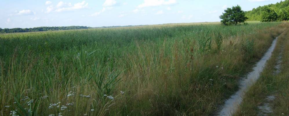 
            Фотография Зеленицы