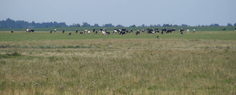 
            Фотография Тараховки