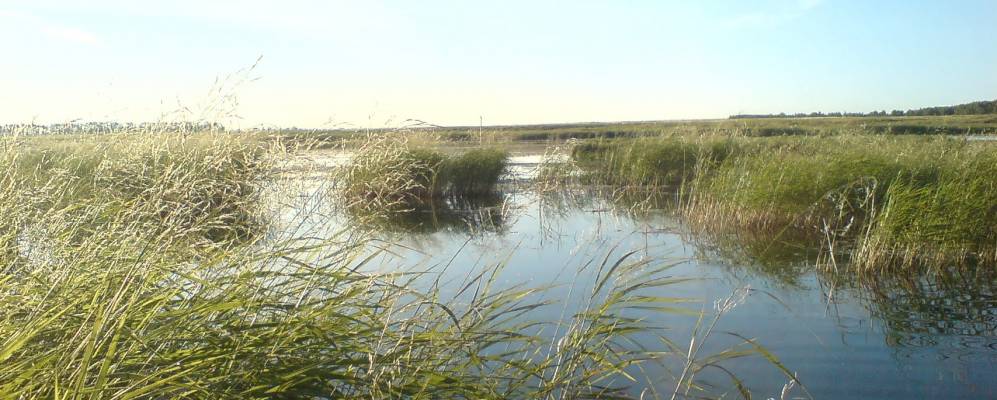 
            Фотография Кудрявки