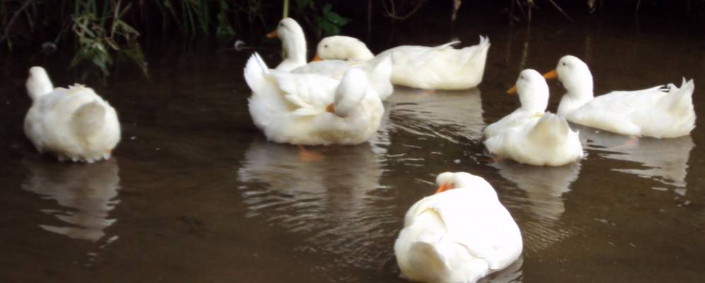 
            Фотография деревни Новосёлки