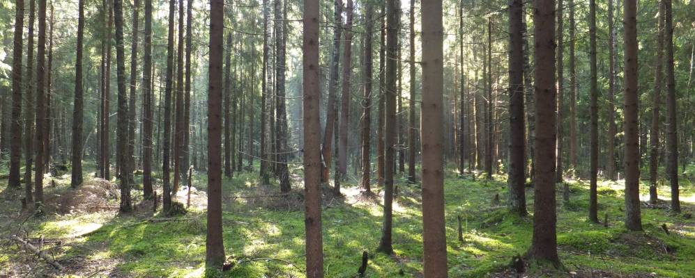 Фотография Ворги