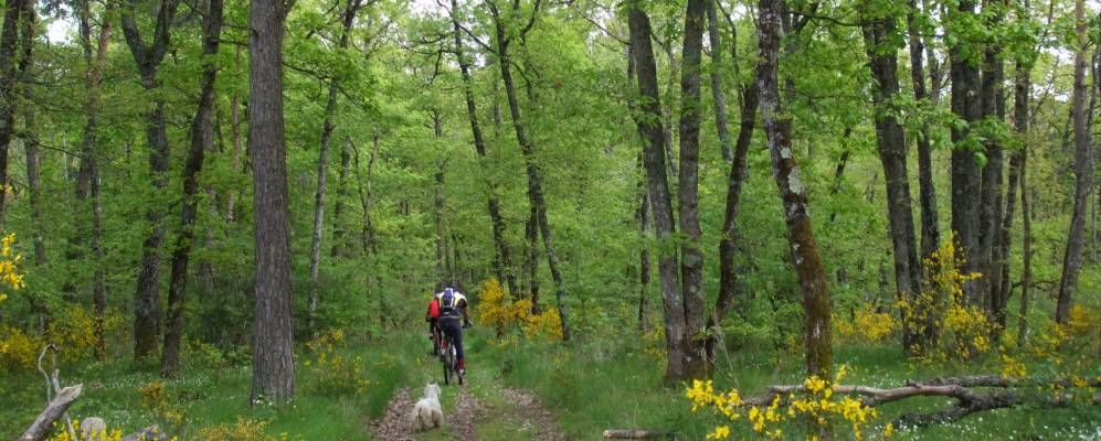 
            Фотография Бонгит