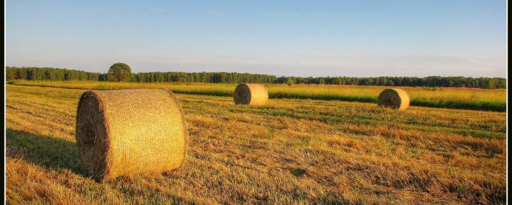 
            Фотография Овечкино