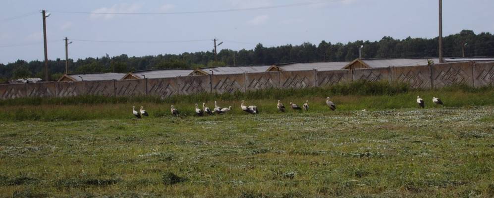 
            Фотография Партизанского