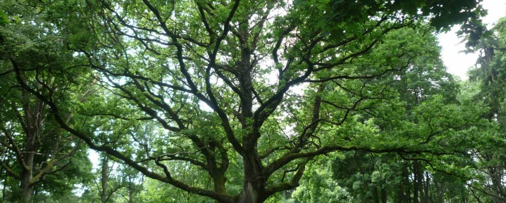 
            Фотография Степши